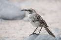 028 Galapagos mocking bird 01